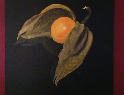 Physalis